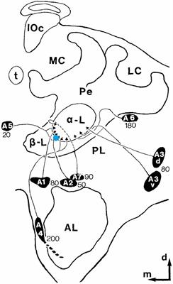 Neural Correlates of Social Behavior in Mushroom Body Extrinsic Neurons of the Honeybee Apis mellifera